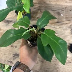 観葉植物　もらってください　フィロデンドロン
の画像