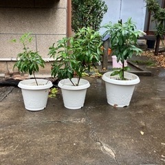 2/2 14時まで【あげます】シンビジウム・まんりょう