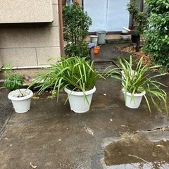 2/2 14時まで【あげます】シンビジウム・まんりょうの画像