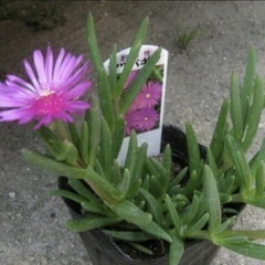 多肉植物：耐寒性マツバギク（カット苗）の画像