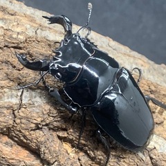 ♂単品　タランドゥスオオツヤクワガタ