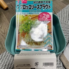 ブロッコリースプラウトと容器