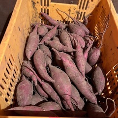 サツマイモ🍠芋🍠カライモ🍠いも