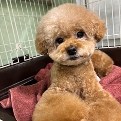 トリミングサロン　壬生町　わんわん saronハロ