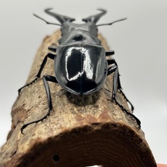 ギラファノコギリクワガタ　希少種　ダイスケ　雄の画像