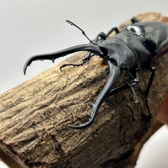 ギラファノコギリクワガタ　希少種　ダイスケ　雄の画像