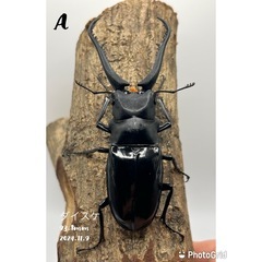 ギラファノコギリクワガタ　希少種　ダイスケ　雄