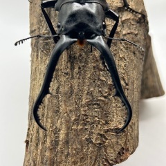 ギラファノコギリクワガタ　希少種　ダイスケ　雄の画像