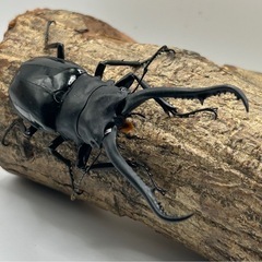 ギラファノコギリクワガタ　希少種　ダイスケ　雄の画像