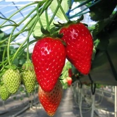 群馬県 野菜掘り 果物狩り 🍓メンバー募集🍇