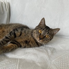 成猫のメス猫に新しい家族を探しています（急募）