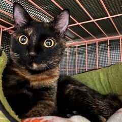 サビ猫生後10ヶ月、元気で甘えっ子