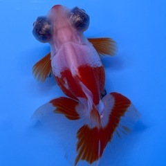 蝶尾　チョービ　金魚　出目金　中国産