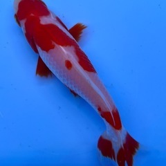 更紗和金　ミロク和金　金魚　キンギョの画像