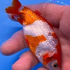 更紗和金　ミロク和金　金魚　キンギョの画像