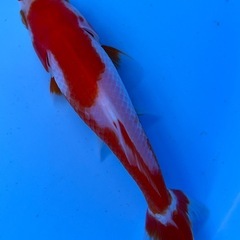 更紗和金　ミロク和金　金魚　キンギョの画像