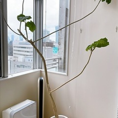 観葉植物フィカスウンベラータ