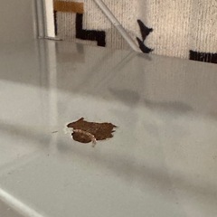 【無印】スチールユニットシェルフの画像