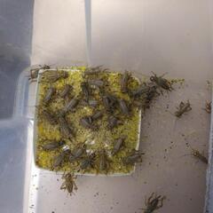 ヨーロッパイエコオロギ150匹！栄養のある餌で大切に育てています！