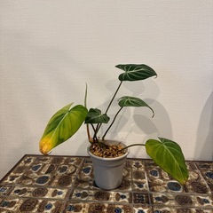 観葉植物　フィロデンドロン001