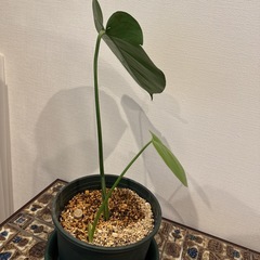 観葉植物　モンステラ　002　の画像