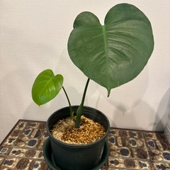 観葉植物　モンステラ　002　の画像