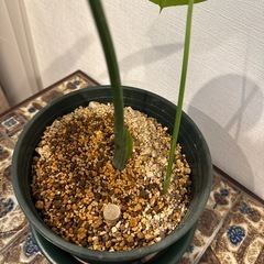観葉植物　モンステラ　002　の画像