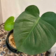観葉植物　モンステラ　002　の画像