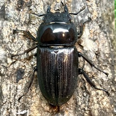 （成虫・メス単）ババクルビデンスオオクワガタ1頭②