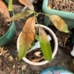 植物の画像