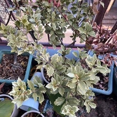 植物の画像