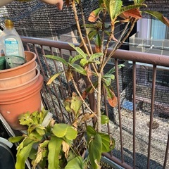 植物の画像