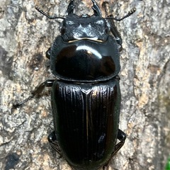 （成虫・メス単）国産オオクワガタ1頭（佐賀県産）②