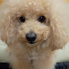 小型犬限定
