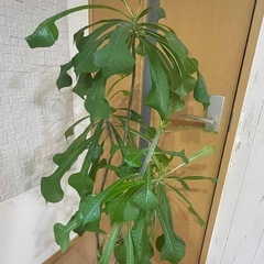 プルメリア　プディカ　 鉢付きの画像
