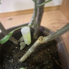 プルメリア　プディカ　 鉢付きの画像