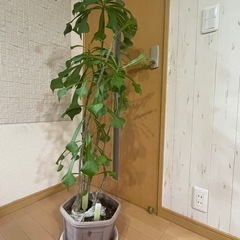プルメリア　プディカ　 鉢付きの画像