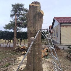カシの木の大木