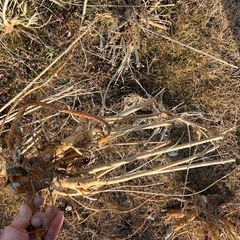 流木みたいな木の根っこ大量　の画像