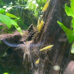 イエローチェリーシュリンプ 10匹の画像