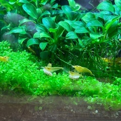 イエローチェリーシュリンプ 10匹の画像