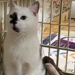 名前を呼ぶとちゃんと振り向く賢い子！ロイです！ - 猫