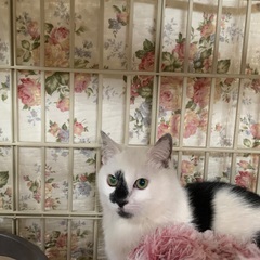 名前を呼ぶとちゃんと振り向く賢い子！ロイです！ − 茨城県