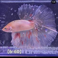 【b-60】ハーフムーンベタ アルマゲドン