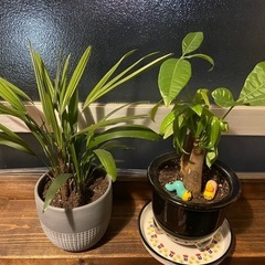 ！！受け渡し予定者様決定！！ 観葉植物2種(パキラ、カンノンチク)
