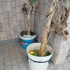 バナナの苗