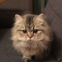 ペルシャ猫の里親募集してます - 立川市