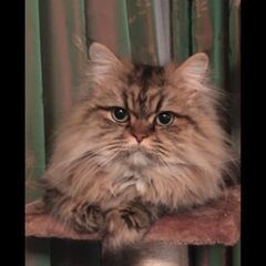 ペルシャ猫の里親募集してます - 猫