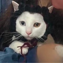犬猫用　ニット帽の画像