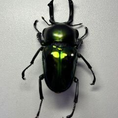 ニジイロクワガタ 標本
